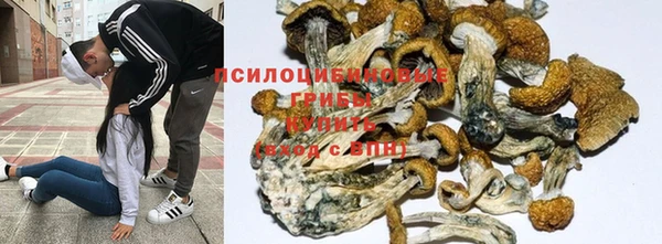 PSILOCYBIN Няндома