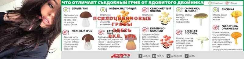 ссылка на мегу как войти  Багратионовск  Галлюциногенные грибы Psilocybine cubensis 